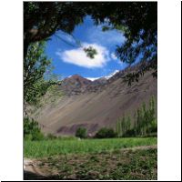 IN_Ladakh_Alchi_Fields.jpg