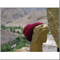 IN_Ladakh_Lamayaru_HatCamel2.jpg