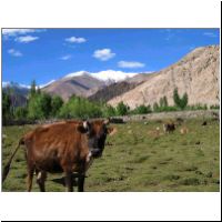 IN_Ladakh_Leh_Cows.jpg