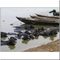 IN_Varanasi_Buffalo1.jpg