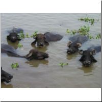 IN_Varanasi_Buffalo2.jpg