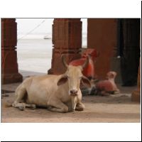 IN_Varanasi_Buffalo3.jpg