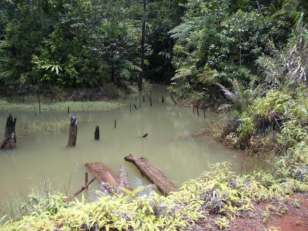 [Image: fiji_feejee_exp_jungle_swamp.jpg]