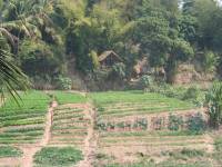 laos_langprobang_farm.jpg