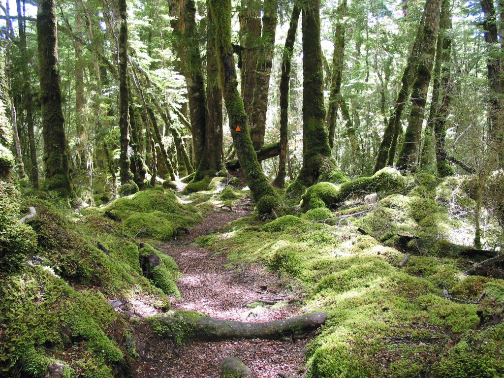 nz_manapouri_trail.jpg